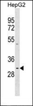 PRR23A antibody