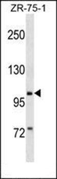 PIWIL2 antibody