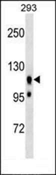 UBAP2L antibody