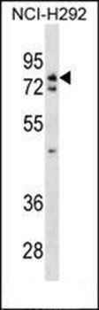 WRNIP1 antibody