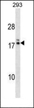 HIATL2 antibody
