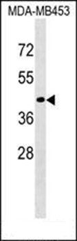 CD200R1L antibody