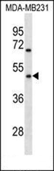 OR1Q1 antibody