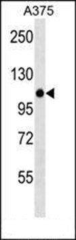 ZNF729 antibody