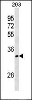 OR52I1 antibody