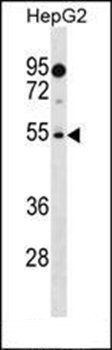 PRAMEF18 antibody