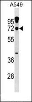 ZNF805 antibody