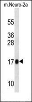 Rpl13a antibody