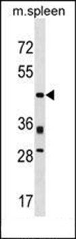 Prr5 antibody