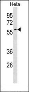 Selenbp1 antibody