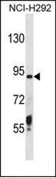 TMPRSS6 antibody