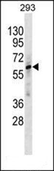 ZNF775 antibody
