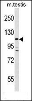 Lats2 antibody