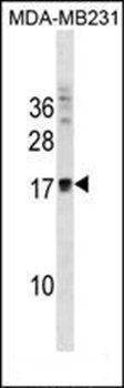 ANKRD37 antibody