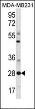 SPIB antibody