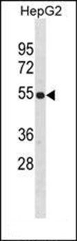 ZNF101 antibody