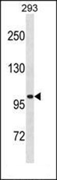 LRRC8A antibody