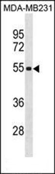 ZSCAN5C antibody