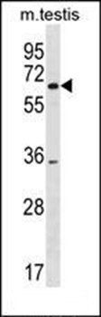 SRRM3 antibody