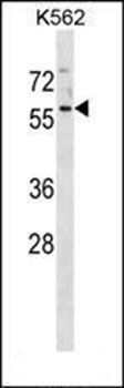 MANSC1 antibody