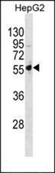 PSMD5 antibody