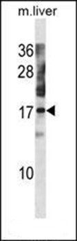 NXT1 antibody