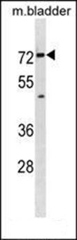 Slc5a8 antibody