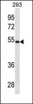 LGMN antibody