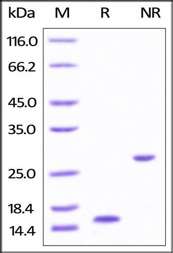 Human Activin A / INHBA Protein