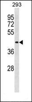 DIRC2 antibody