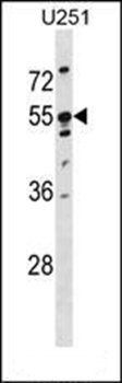 KRT86 antibody