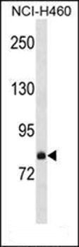 FCSD2 antibody