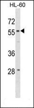 WDR21A antibody