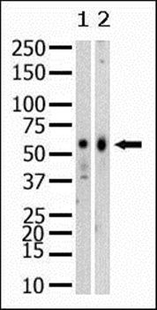 SET07 antibody