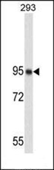 NUCL antibody