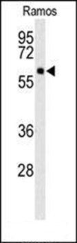 SPA9 antibody