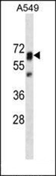 PTPN11 antibody