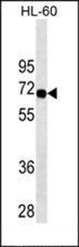 SWAP70 antibody