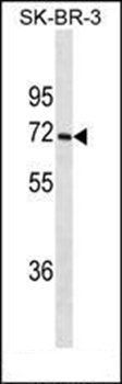 CYP1A2 antibody