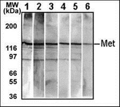 MET (Y1234/Y1235) antibody