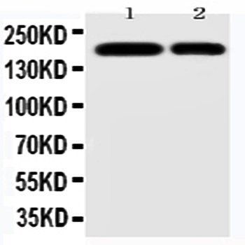 Anti-CD11b/ITGAM Antibody