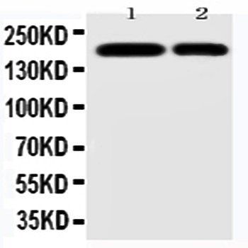 CD11b/ITGAM Antibody