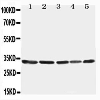 Anti-TNFAIP8L3 Antibody