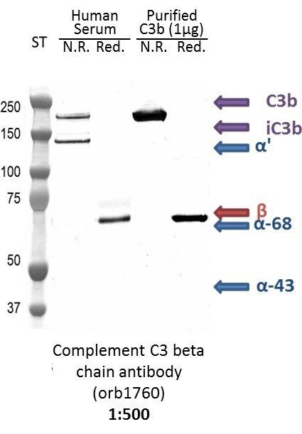 Complement C3 beta chain antibody