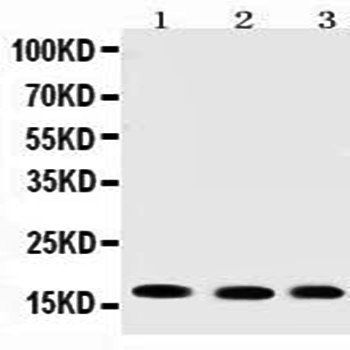 Anti-UBE2I/UBC9 Antibody