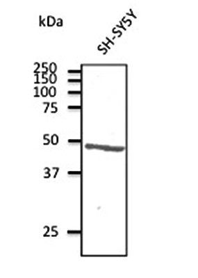 Anti-ATXN3