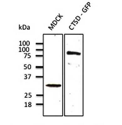 Cathepsin D antibody