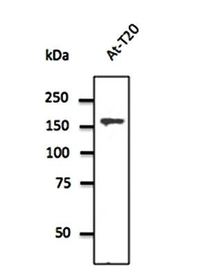 Anti-Clathrin HC