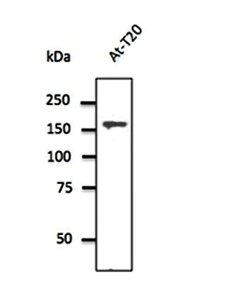 Clathrin HC antibody