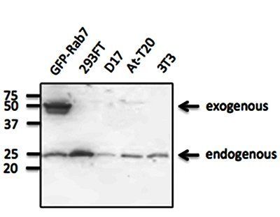 Rab7a antibody